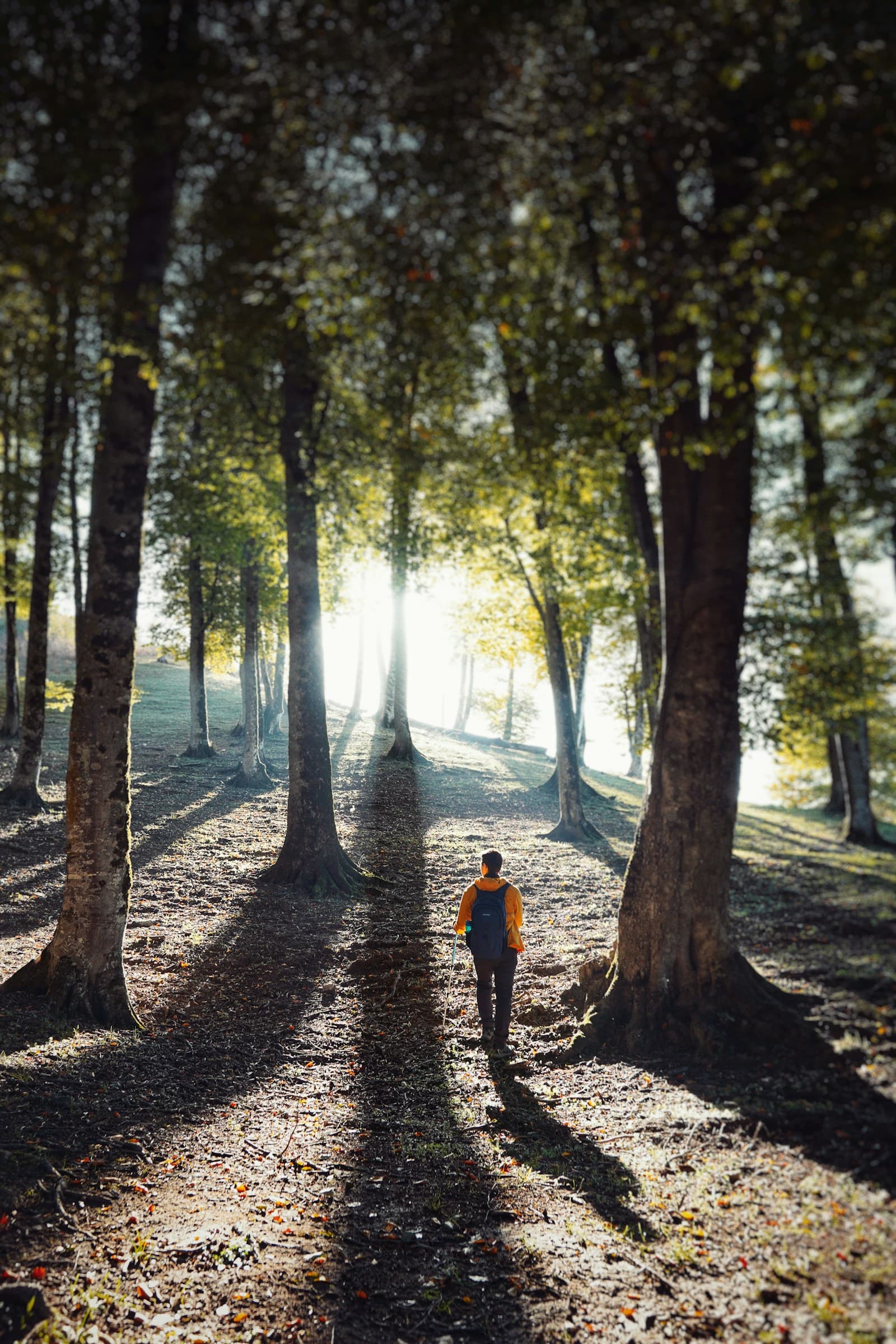 The Post-Meal Walk: The Simplest Blood-Sugar Habit in the World