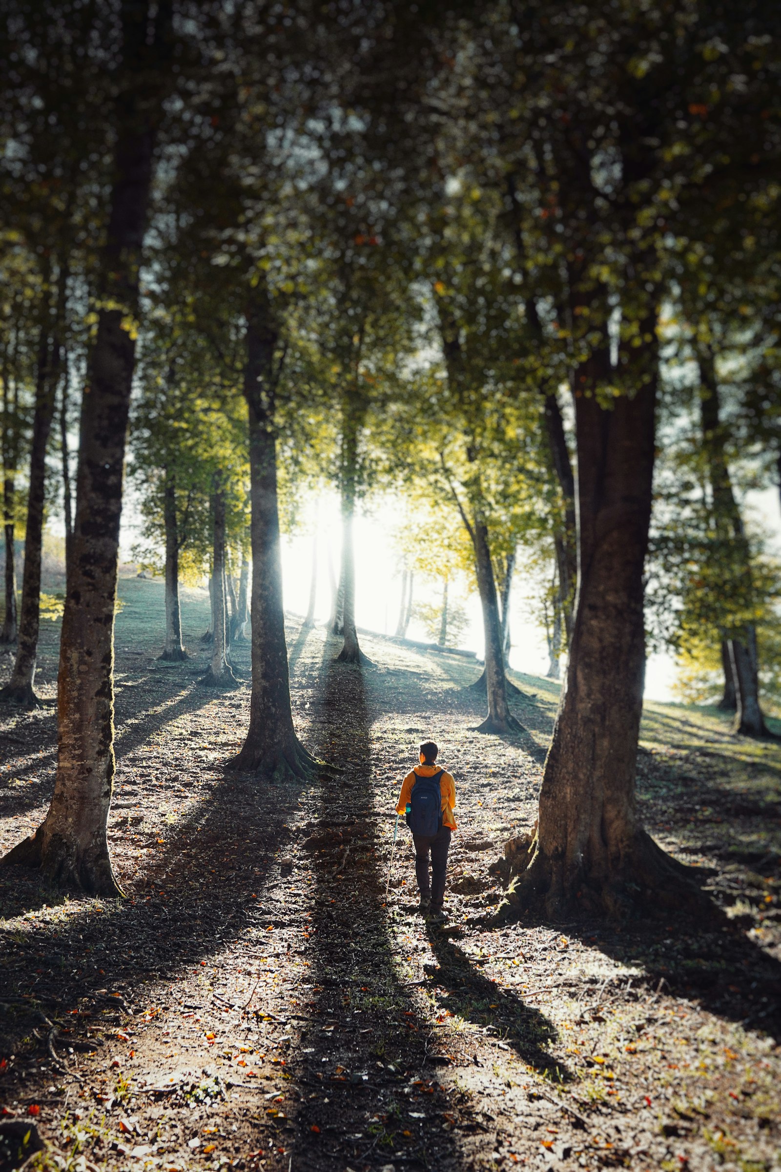 A person walking down a tree-lined path